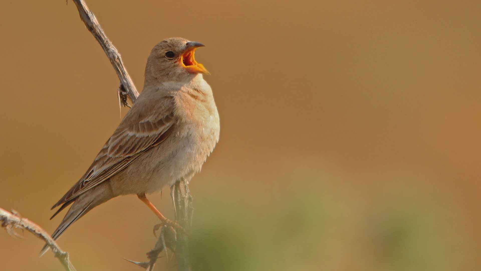 Pale Rockfinch